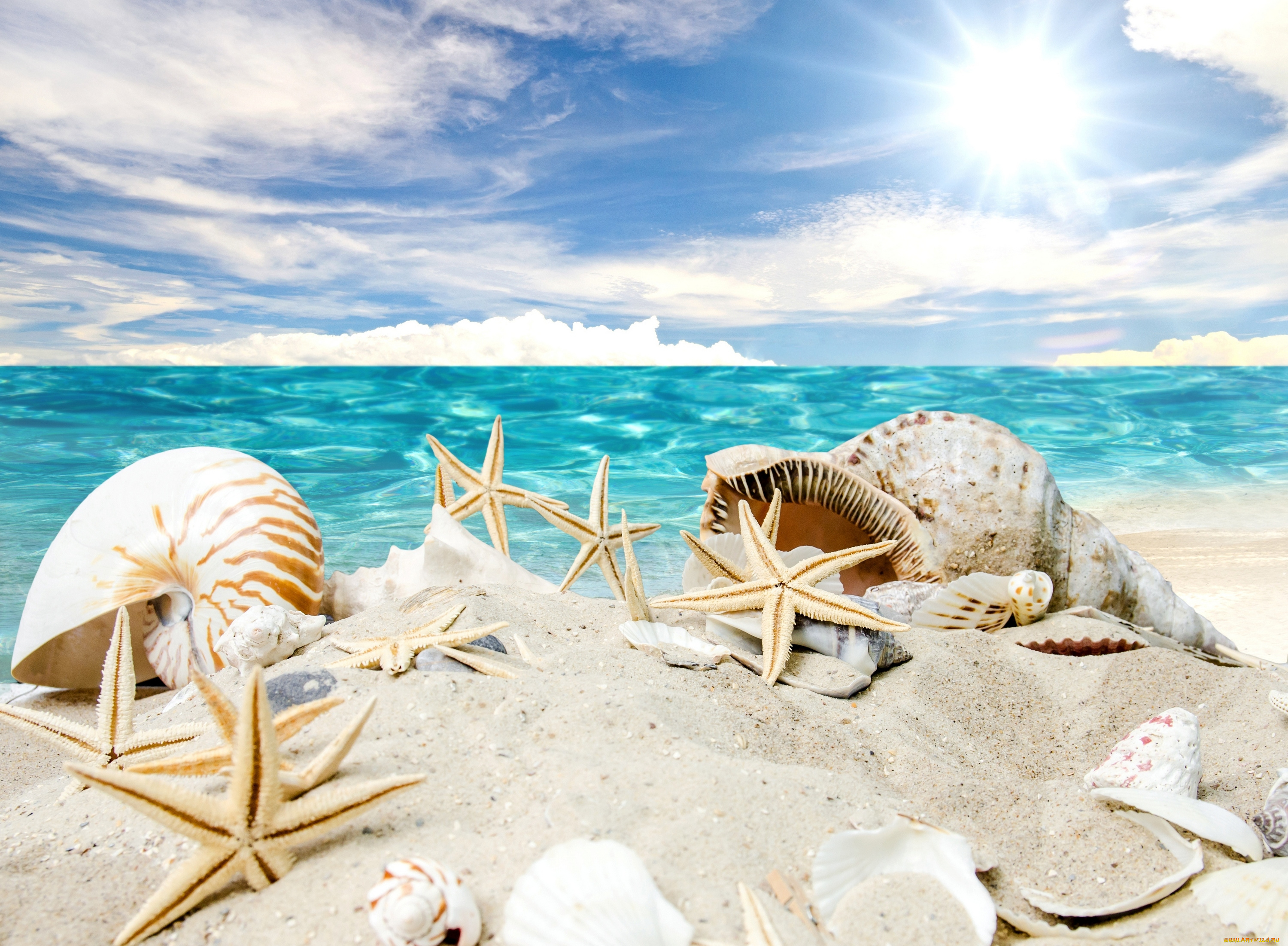 разное, ракушки, , кораллы, , декоративные, и, spa-камни, beach, starfishes, summer, sunshine, seashells, песок, солнце, море, пляж, sea, звезды, sand