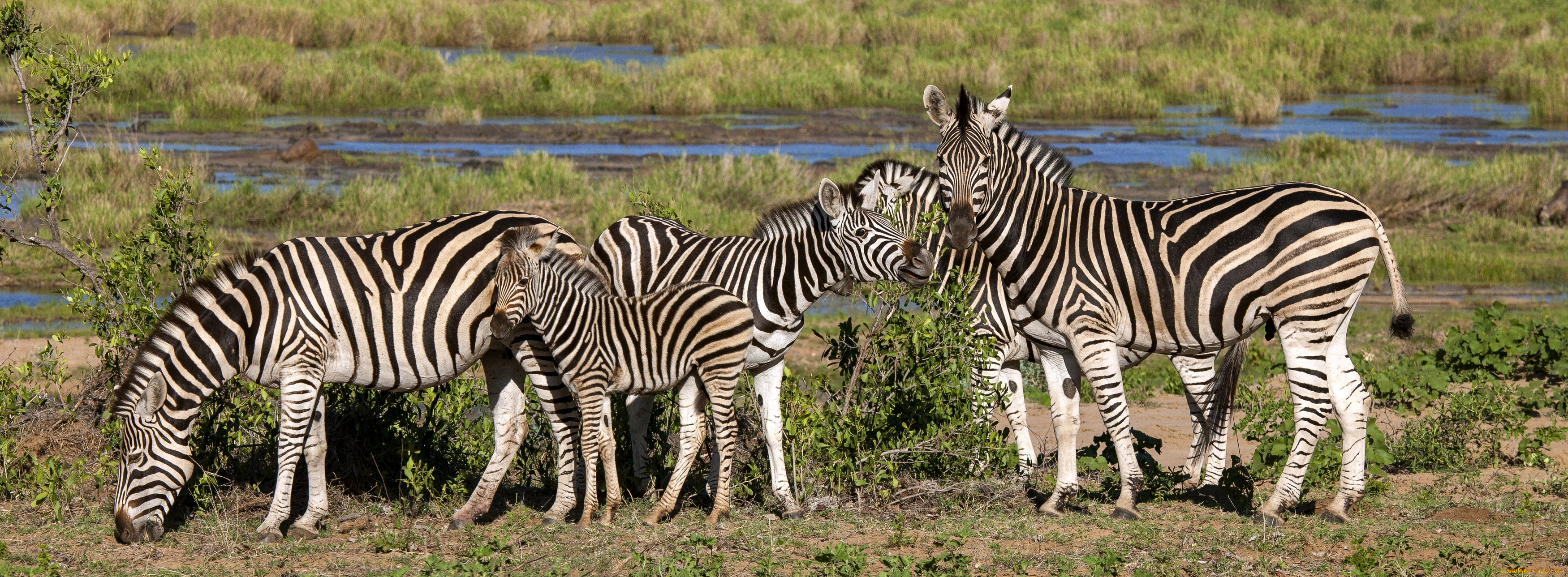 животные, зебры, африка, zebras, africa