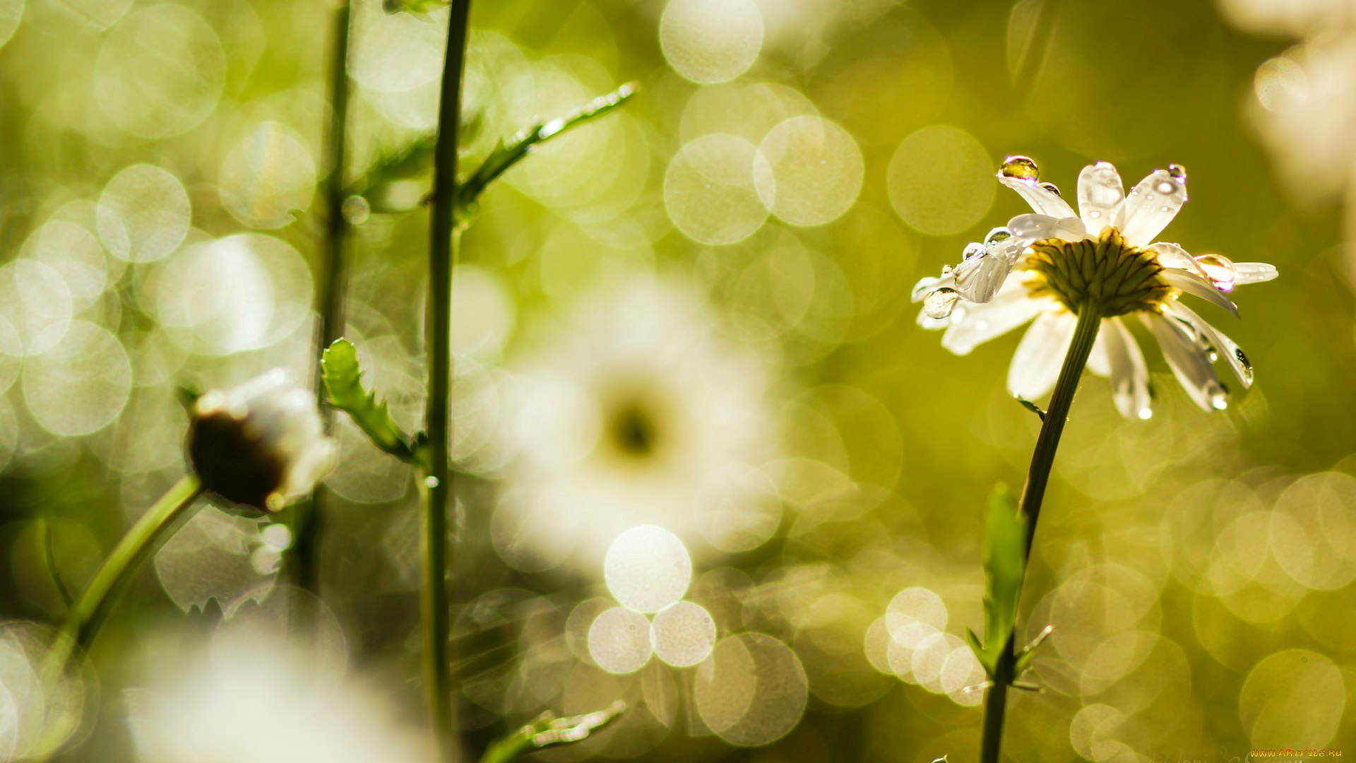 цветы, ромашки, боке, размытие, роса, ромашка, flowers, цветочки, цветочек