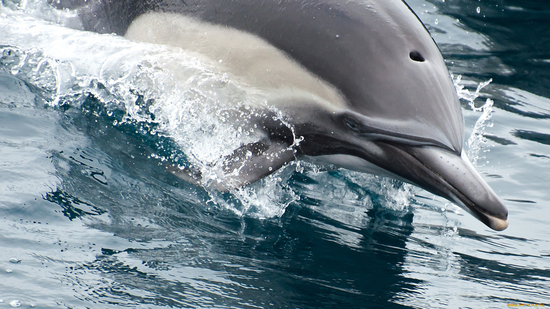животные, дельфины, брызги, вода, дельфин