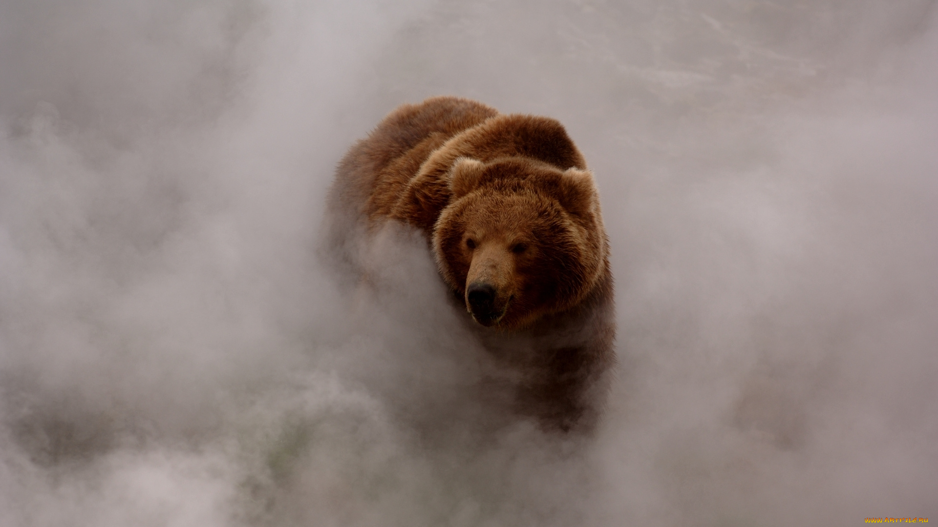 животные, медведи, туман, дым, бурый, медведь