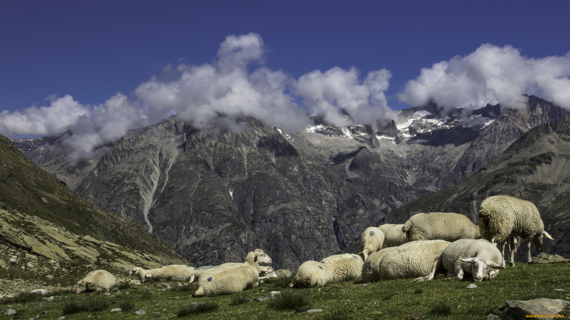 животные, овцы, , бараны, горы
