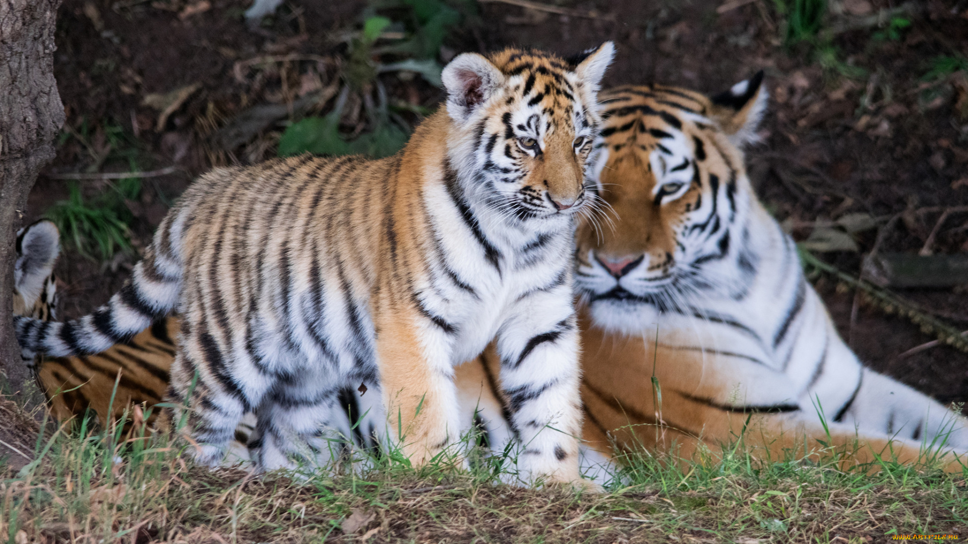 животные, тигры, семья