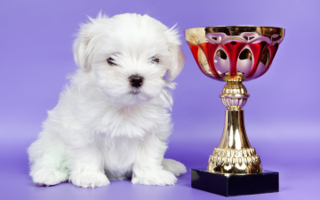 Картинка животные собаки белый кубок малыш щенок