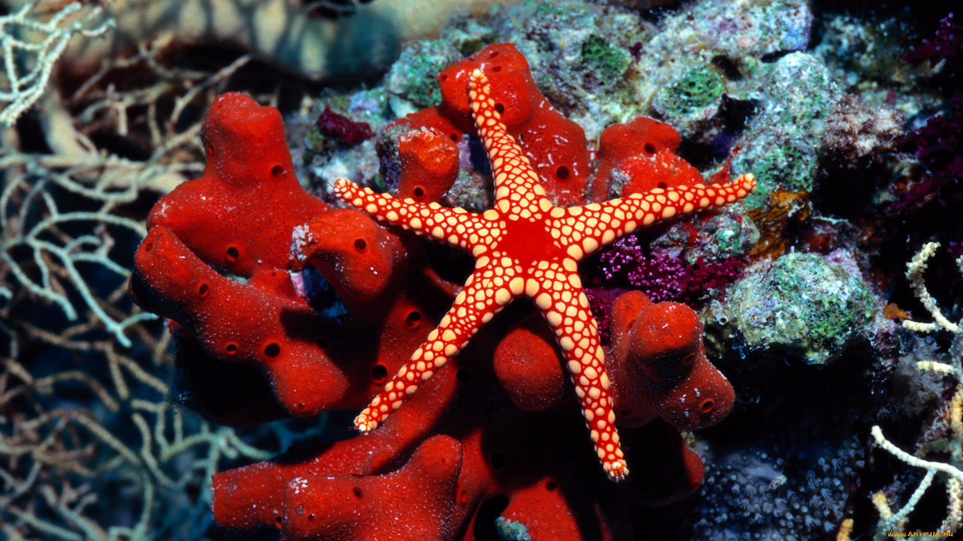 животные, морская, фауна, кораллы, актинии, морская, звезда