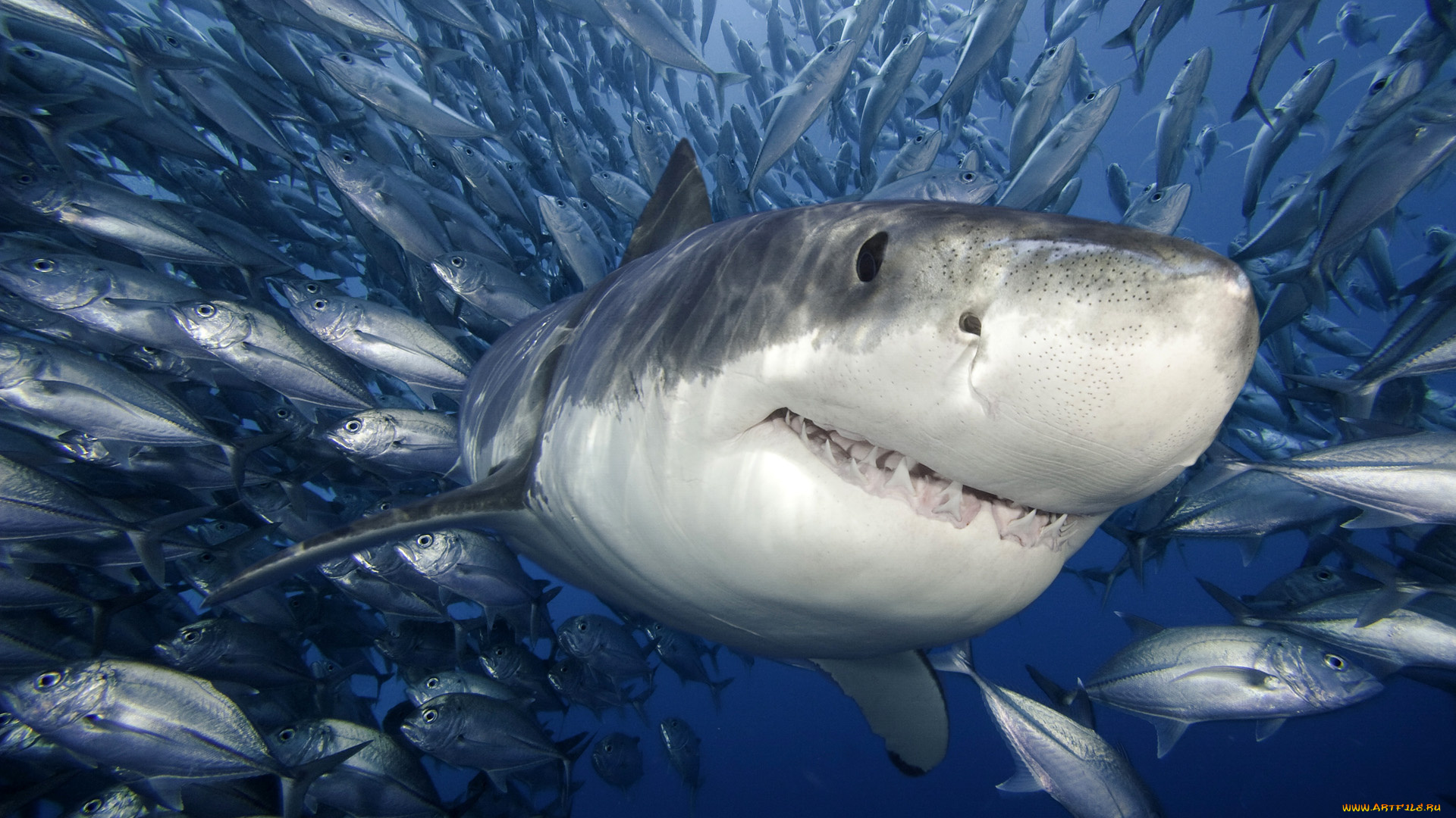 great, white, shark, животные, акулы, рыбы, белая, акула