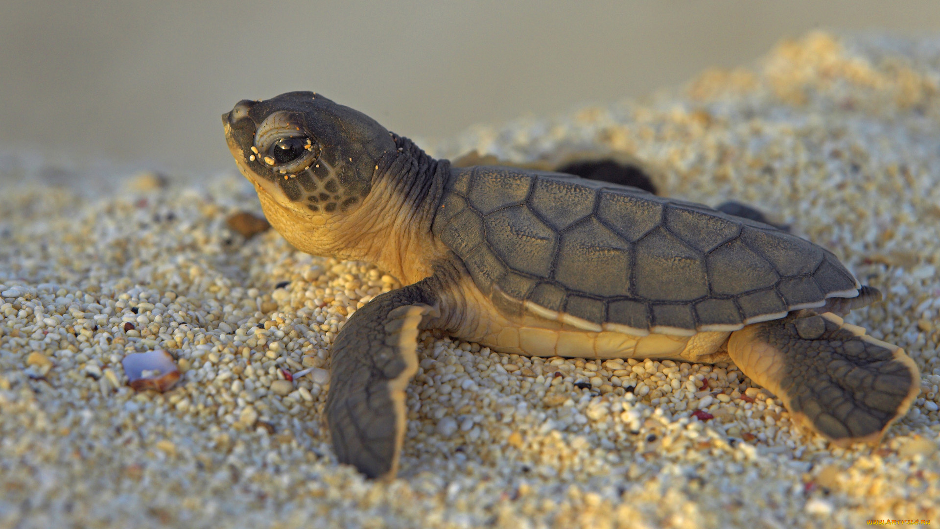 green, sea, turtle, животные, Черепахи, песок, черепашонок, зеленая, морская, черепаха