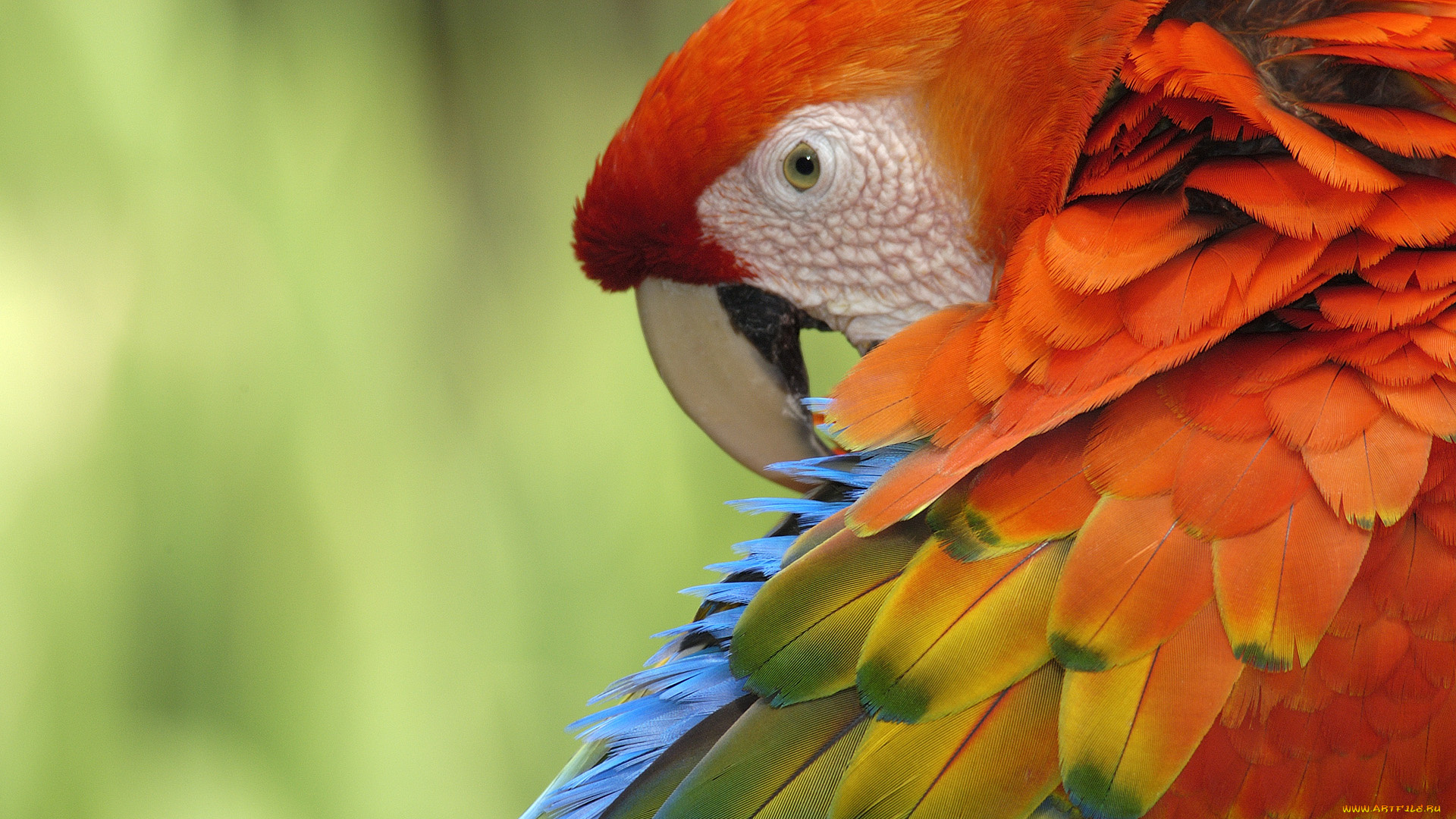 животные, попугаи, ара, scarlet, macaw