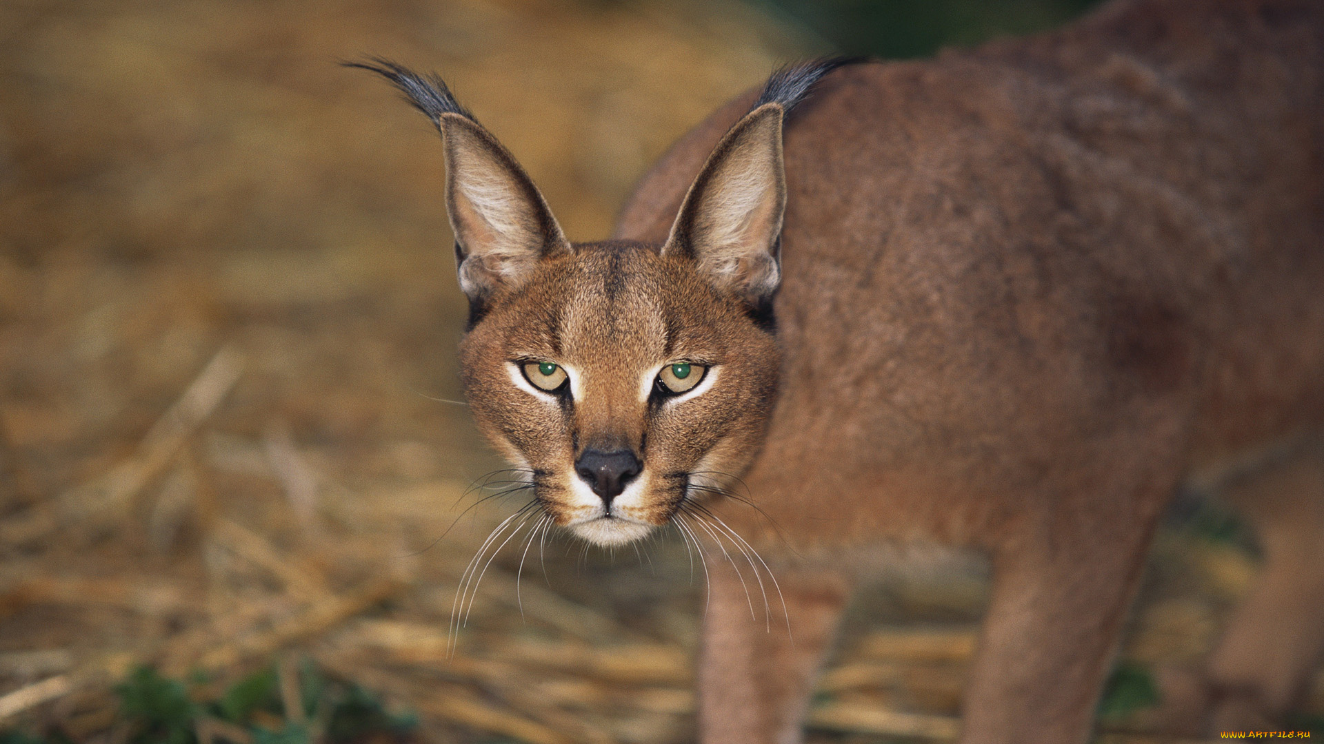 животные, рыси, caracal, каракал