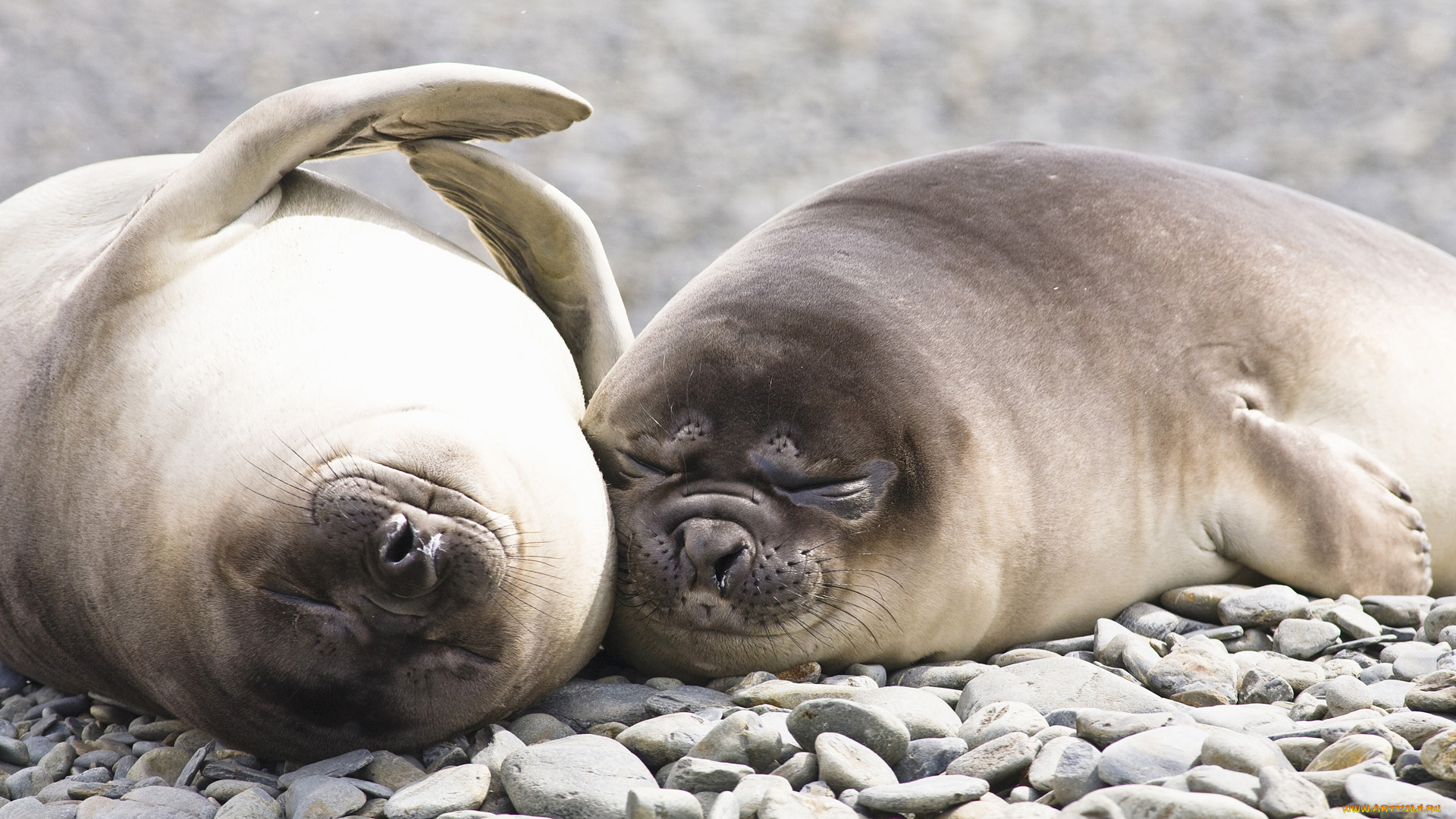 животные, тюлени, морские, львы, котики, elephant, seals, морской, слон