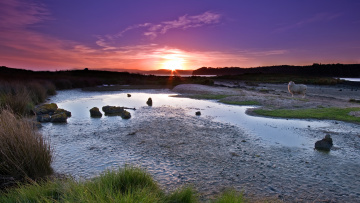 Картинка природа восходы закаты вечер вода овечка