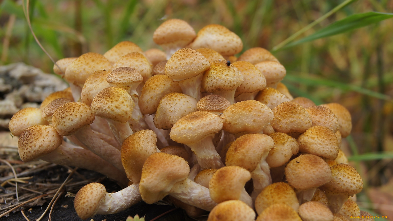 Лесные грибы на пне скачать