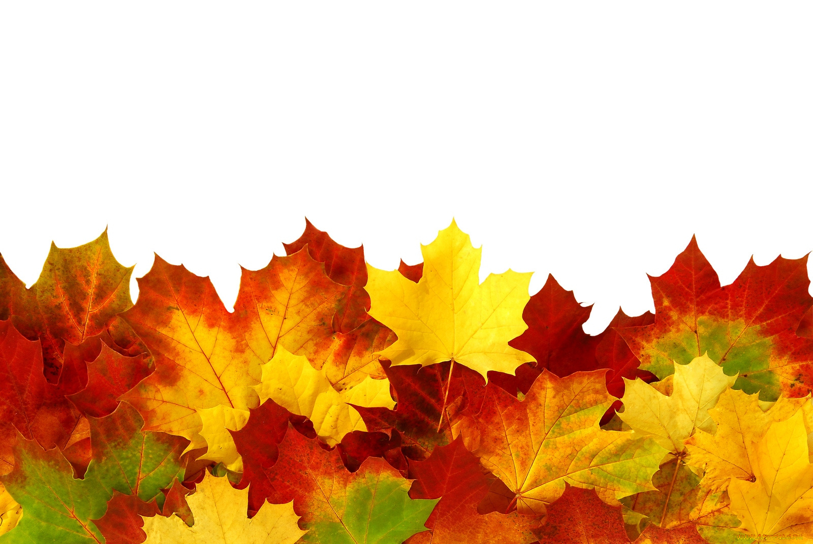 природа, листья, осень, клен, разноцветный