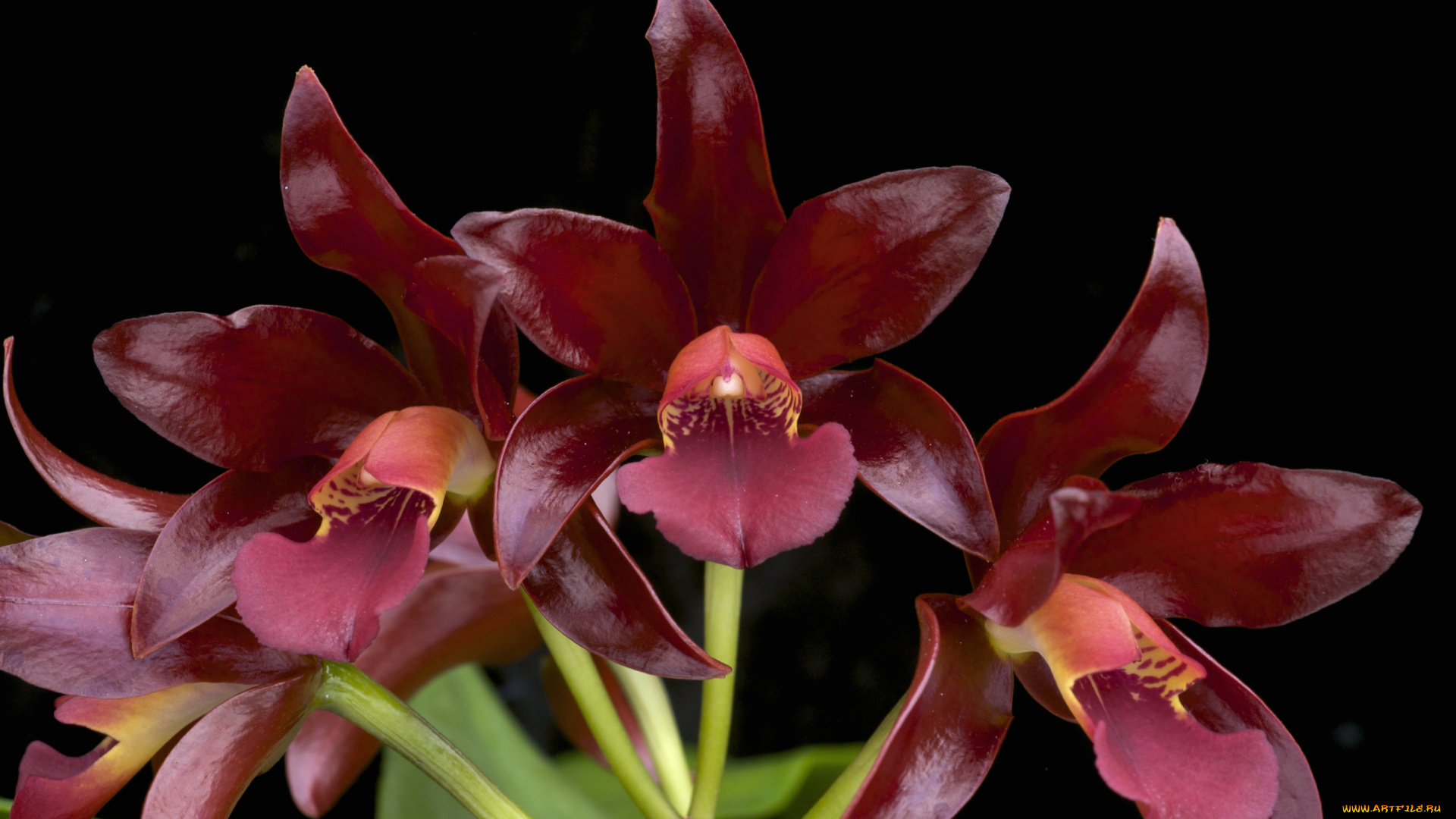 цветы, орхидеи, бордовый, экзотика