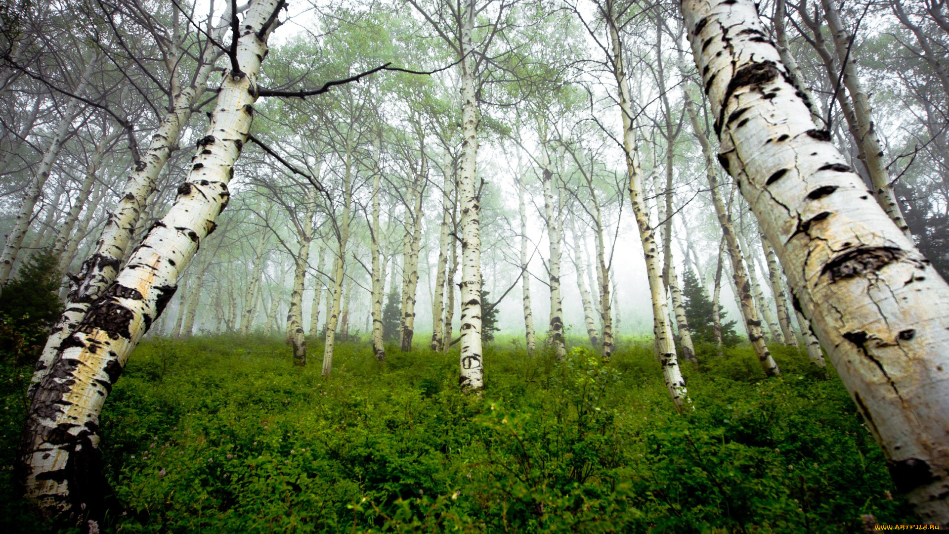 forest, природа, лес, березы, кустарник