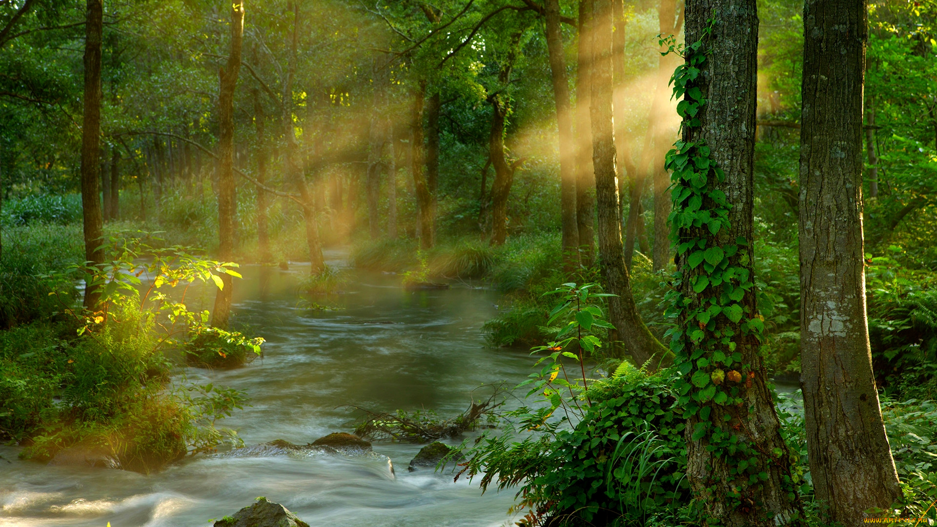 forest, sunbeams, природа, лес, деревья, вода