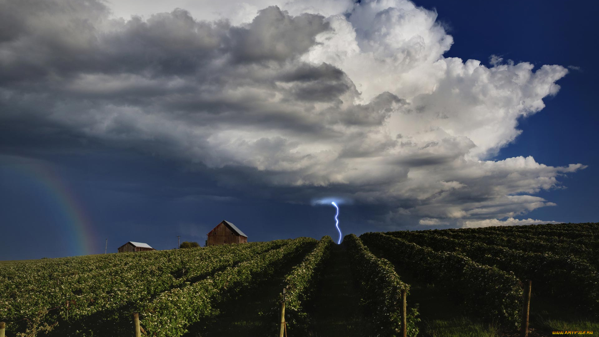 lightning, over, vineyards, природа, молния, гроза, поле, виноградник, облака, разряд