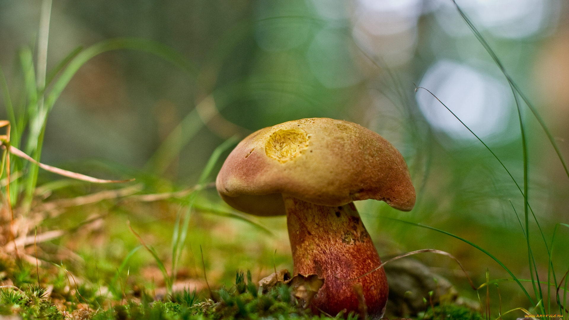 mushroom, природа, грибы, листья, трава, гриб