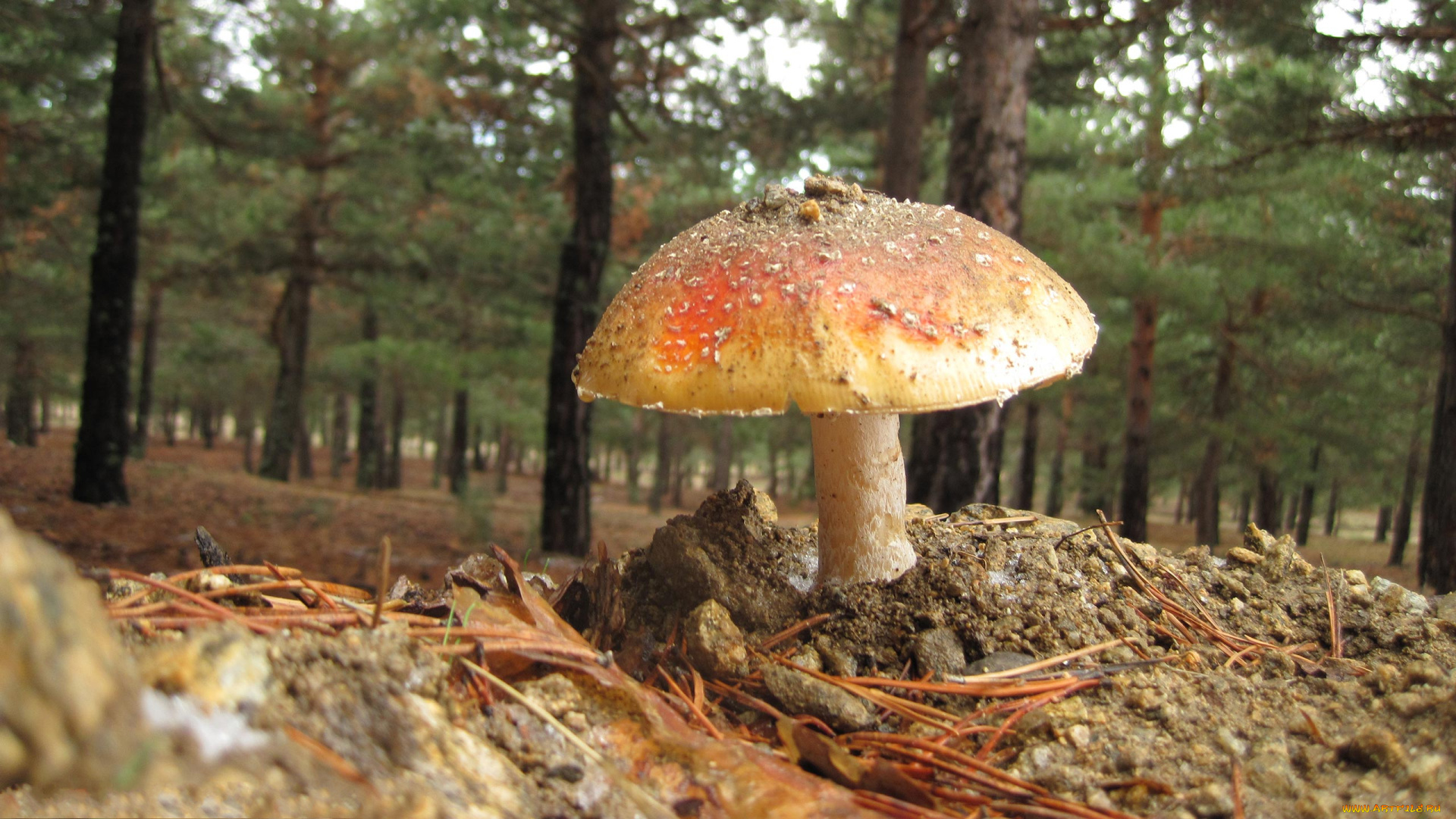 mushroom, природа, грибы, мухомор, пригорок, лес