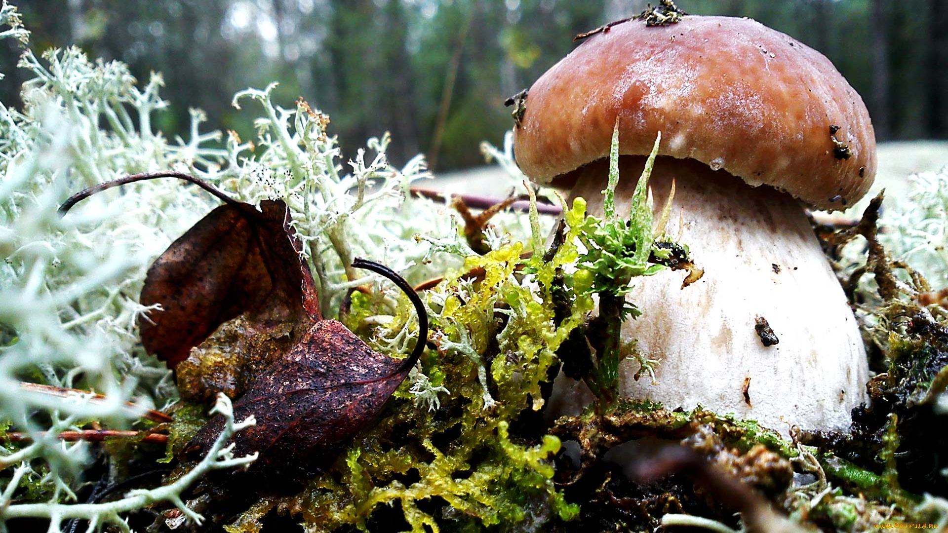 mushroom, природа, грибы, трав, мох, листья, боровик, капли, лес