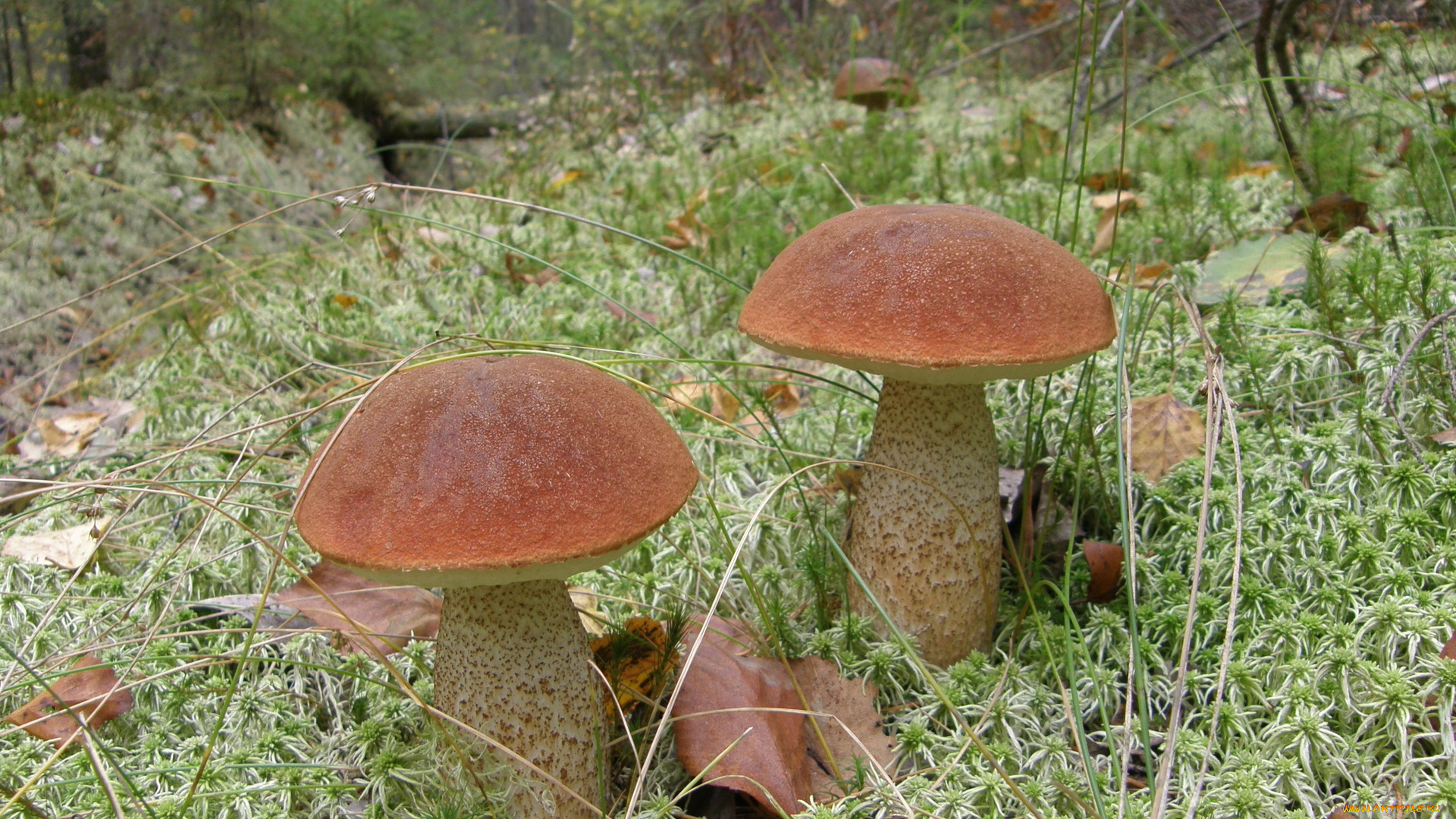 mushroom, природа, грибы, трава, подосиновики, листья