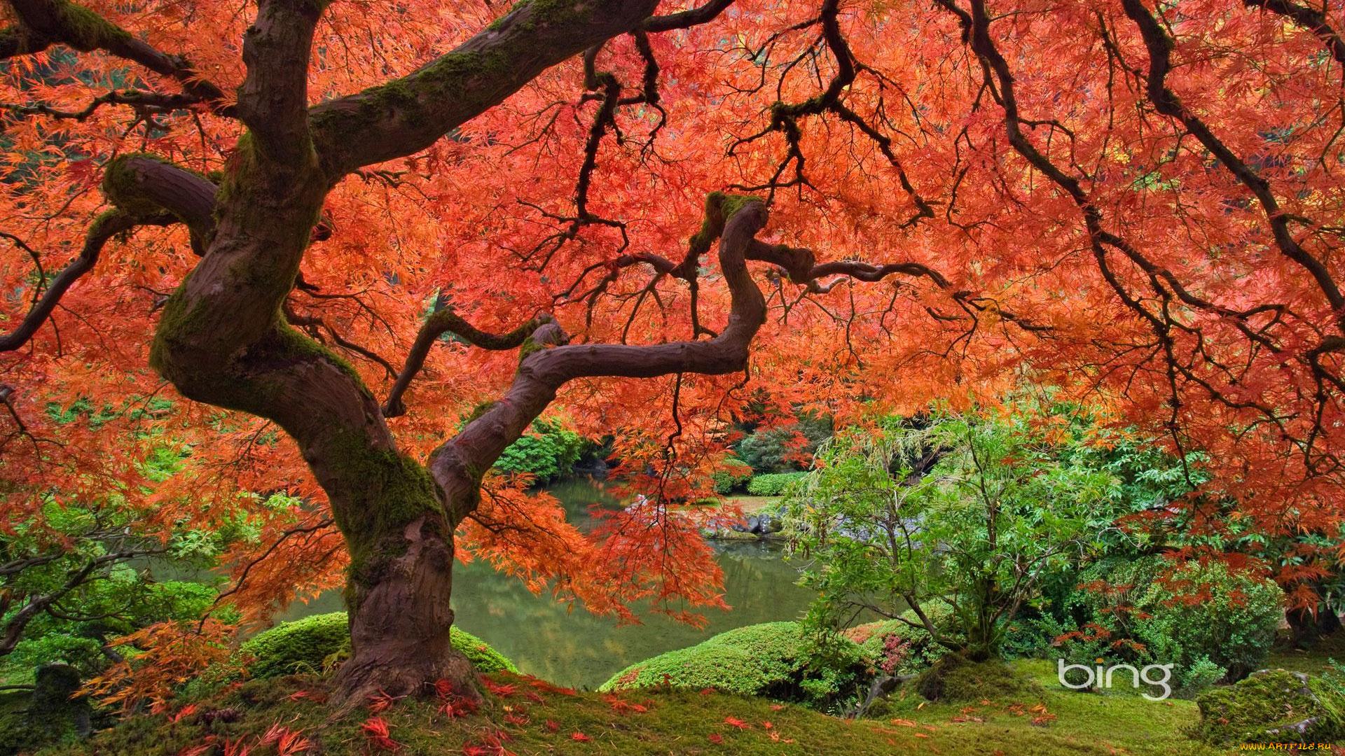 природа, деревья, осень, дерево
