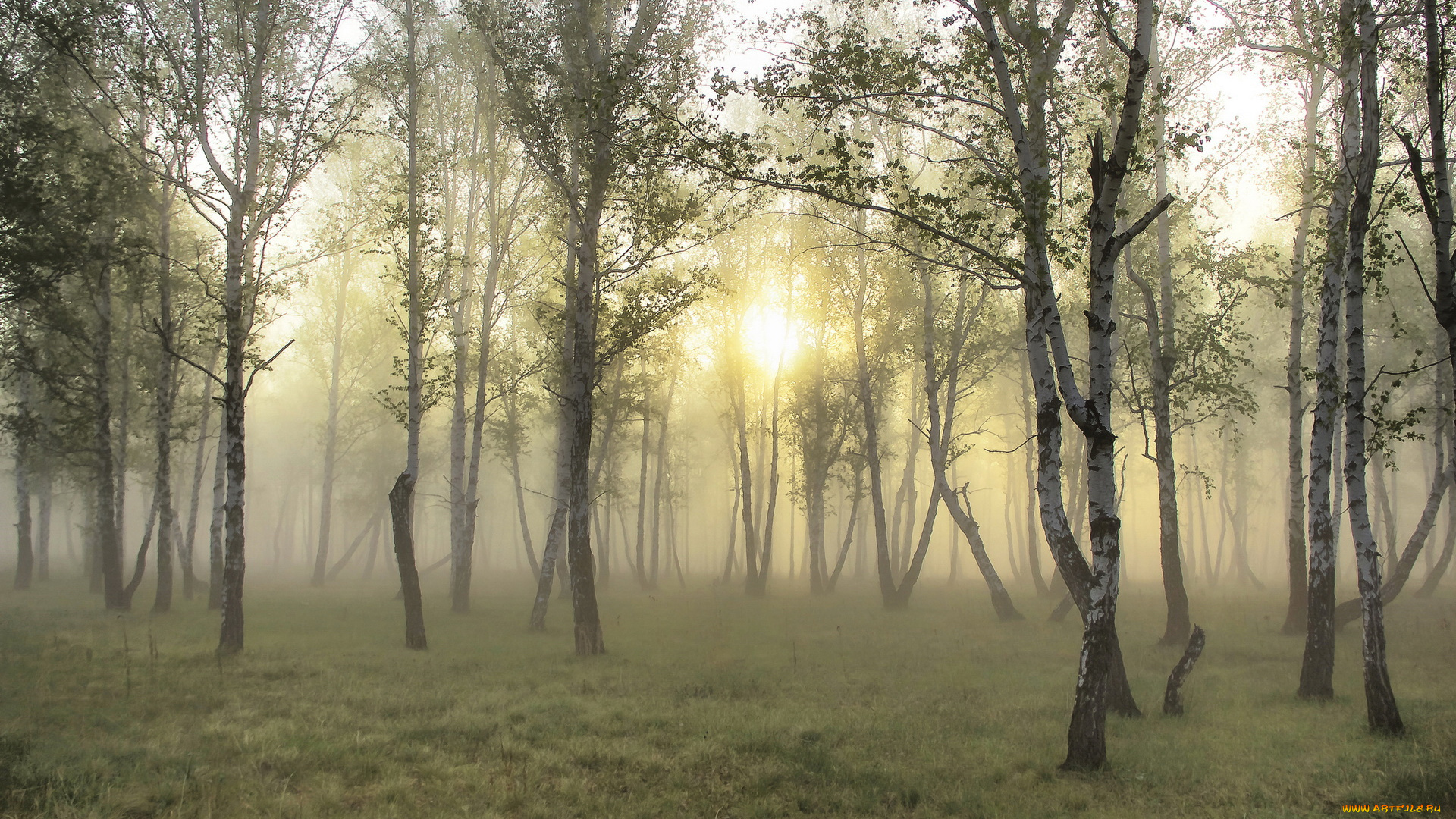 природа, лес, березы, туман, рассвет