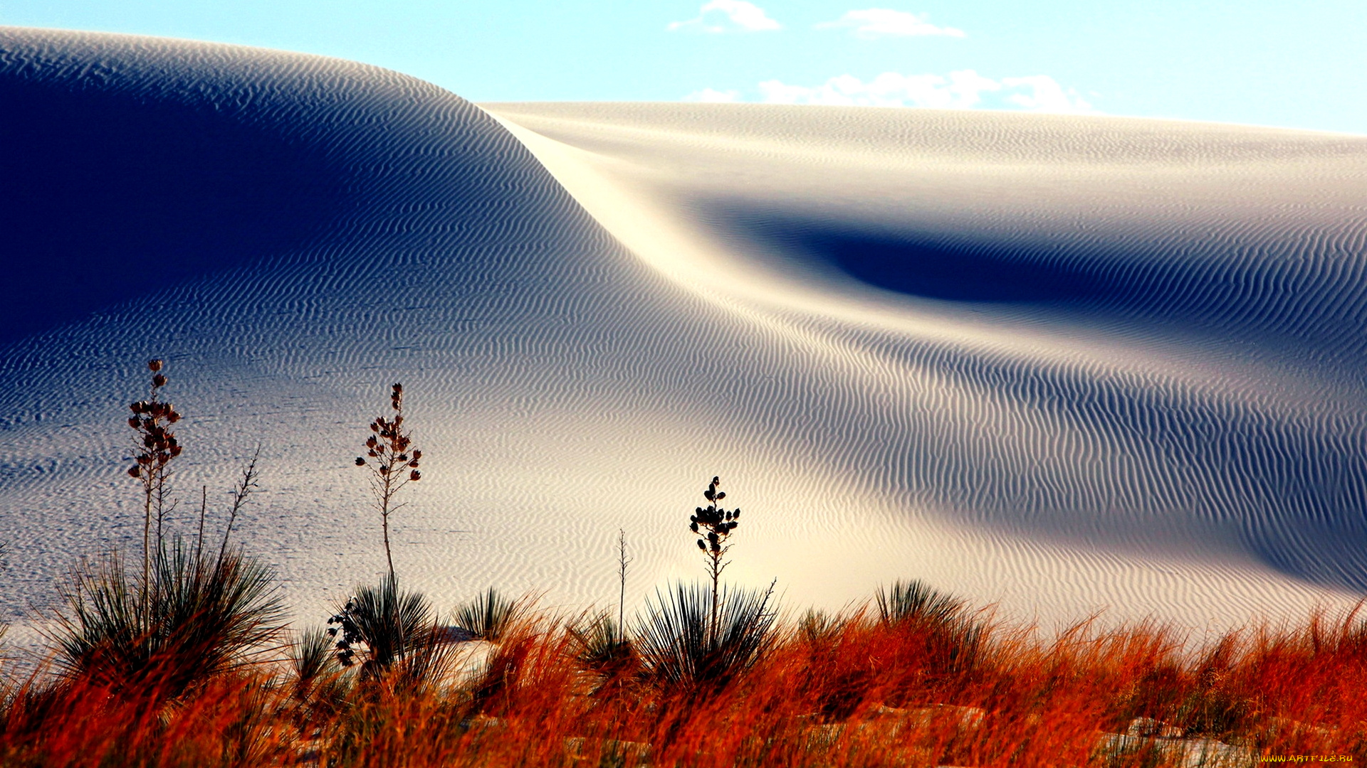 sand, dunes, природа, пустыни, дюны, песок, пустыня, трава, цветы