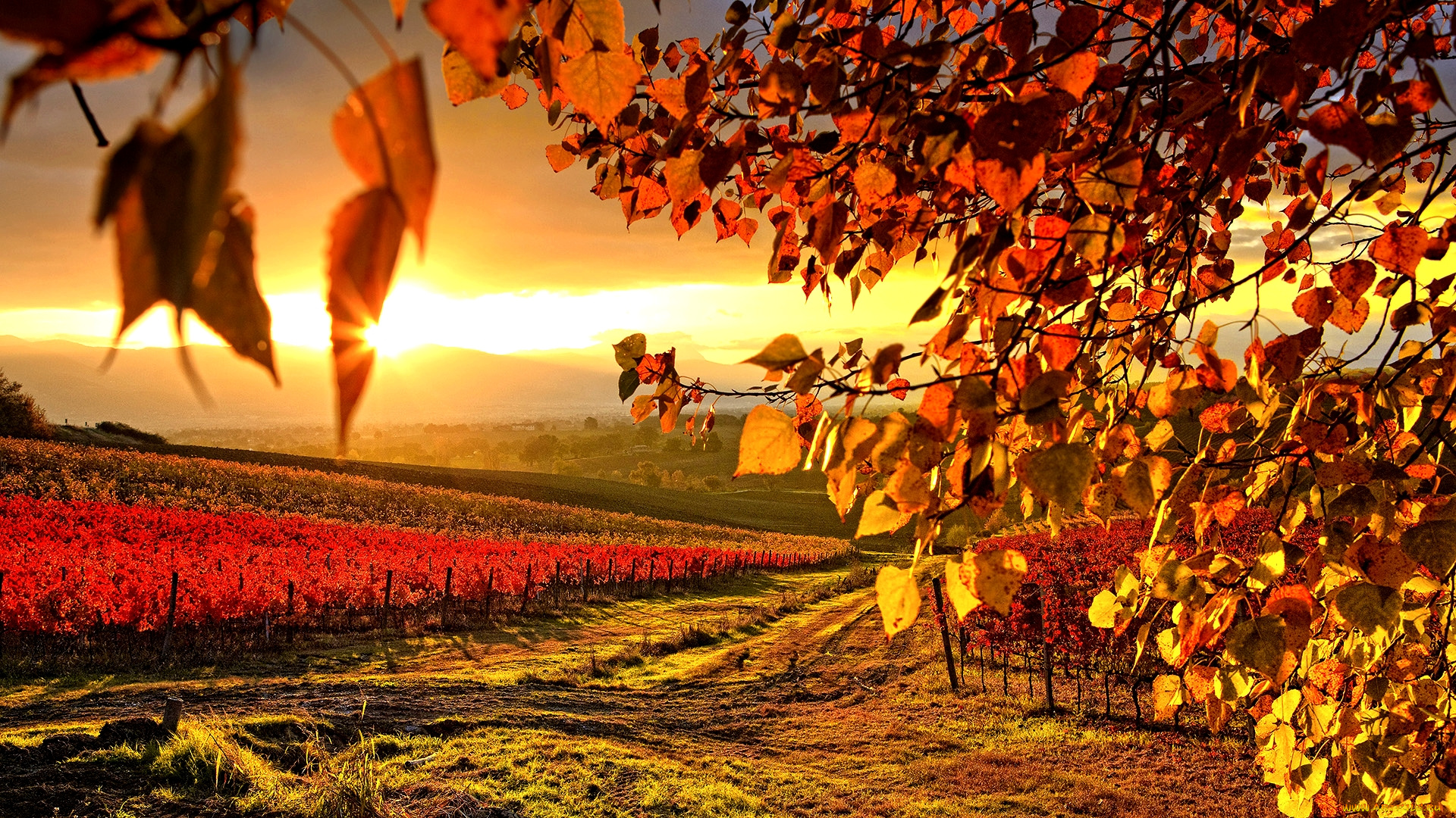 vineyard, in, autumn, природа, поля, виноградники, осень