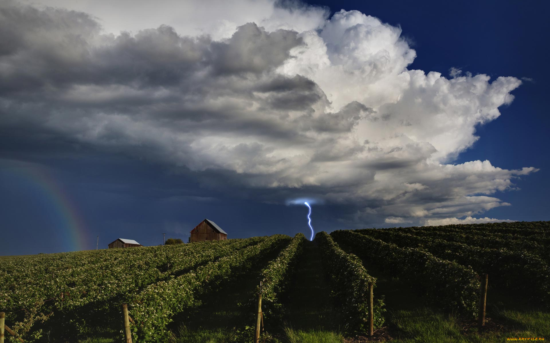 lightning, over, vineyards, природа, молния, гроза, поле, виноградник, облака, разряд