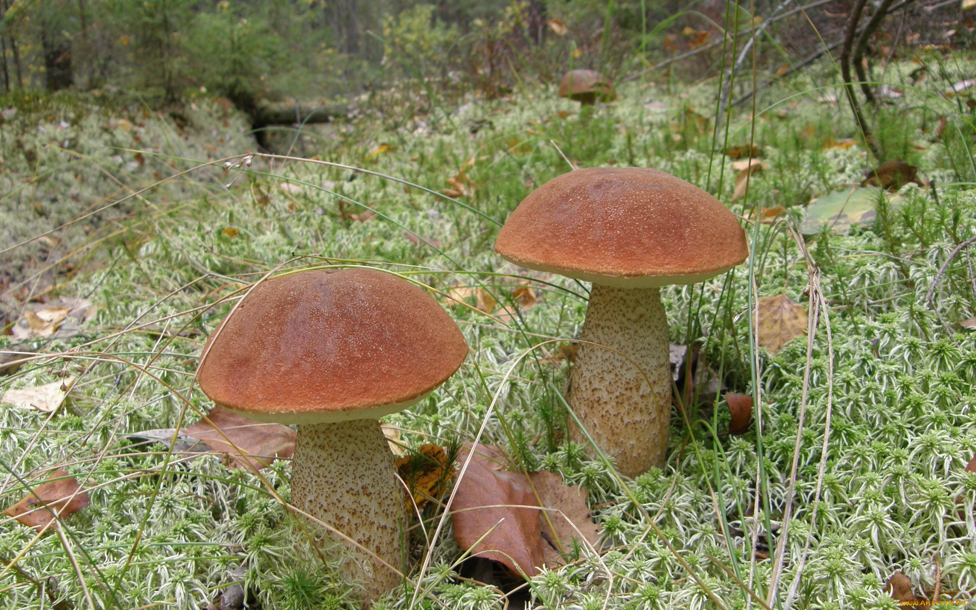 mushroom, природа, грибы, трава, подосиновики, листья