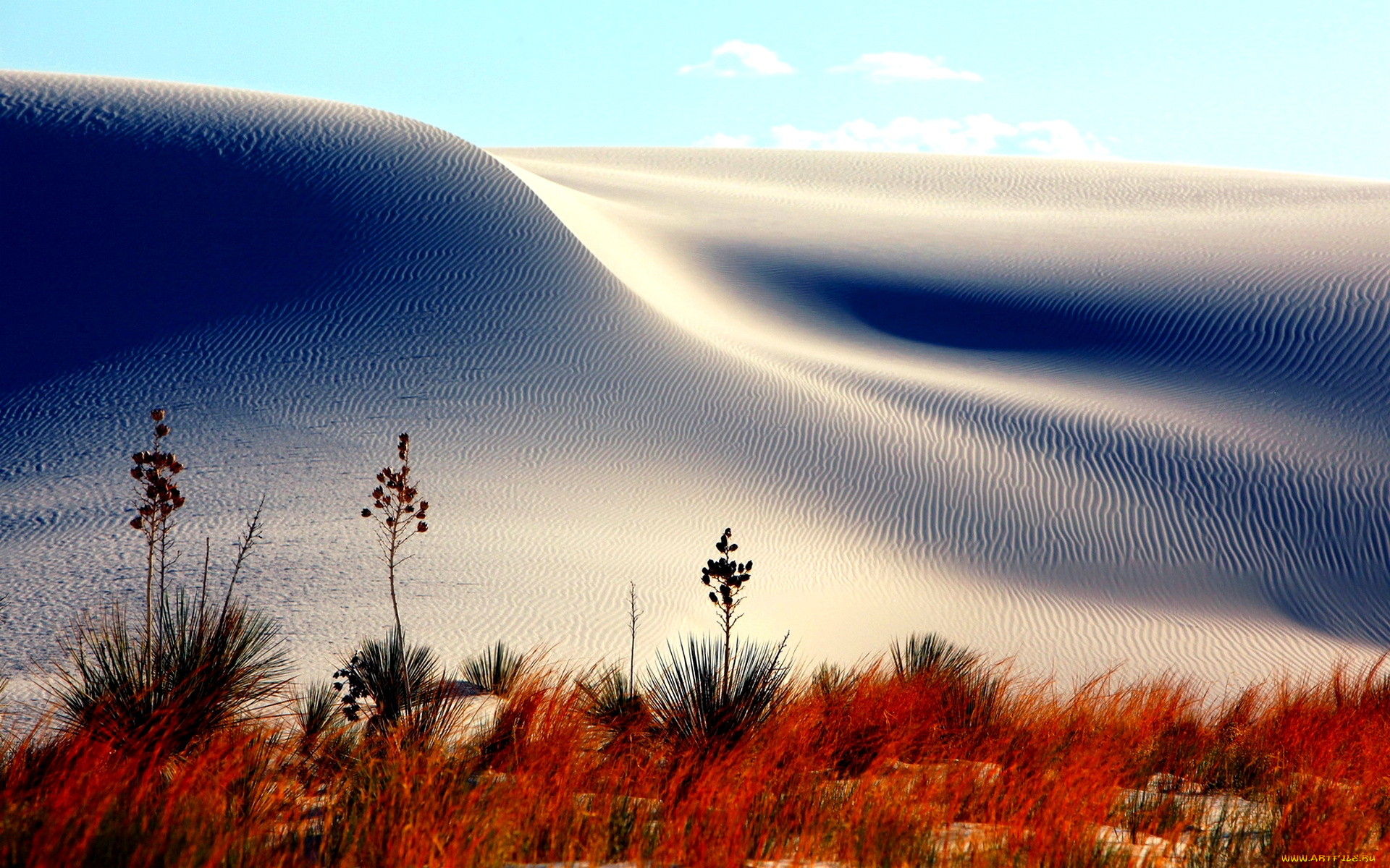 sand, dunes, природа, пустыни, дюны, песок, пустыня, трава, цветы