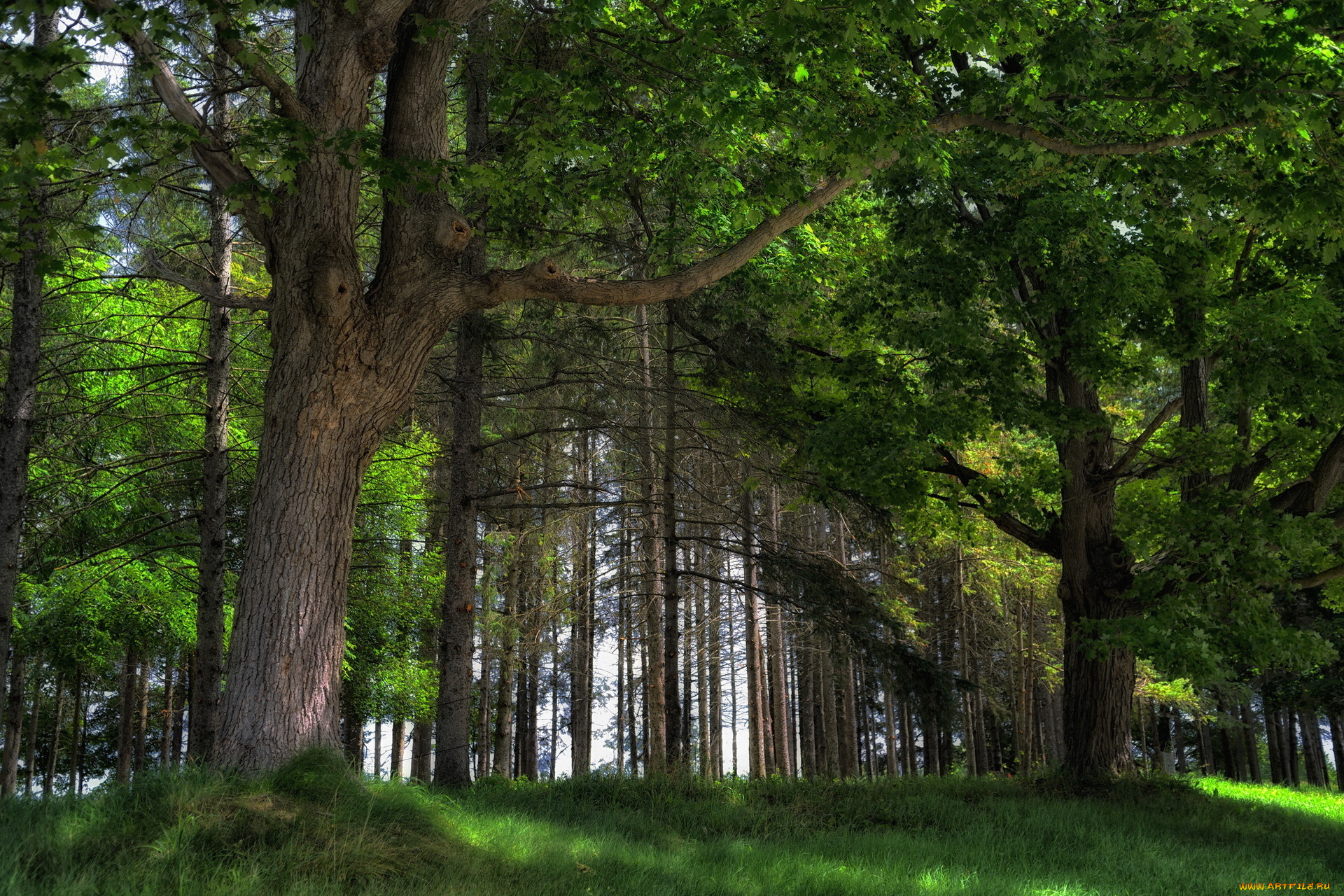 forest, природа, лес, деревья, трава