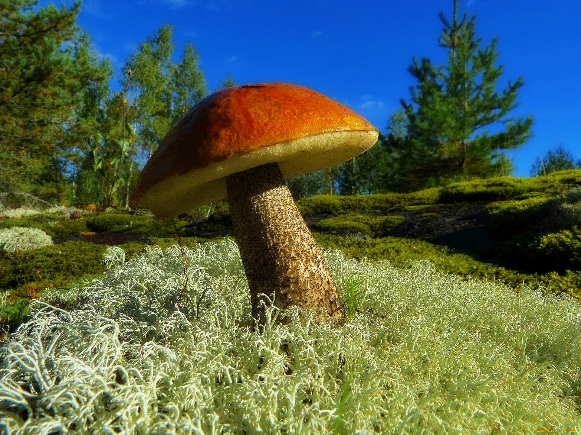 природа, грибы, флора