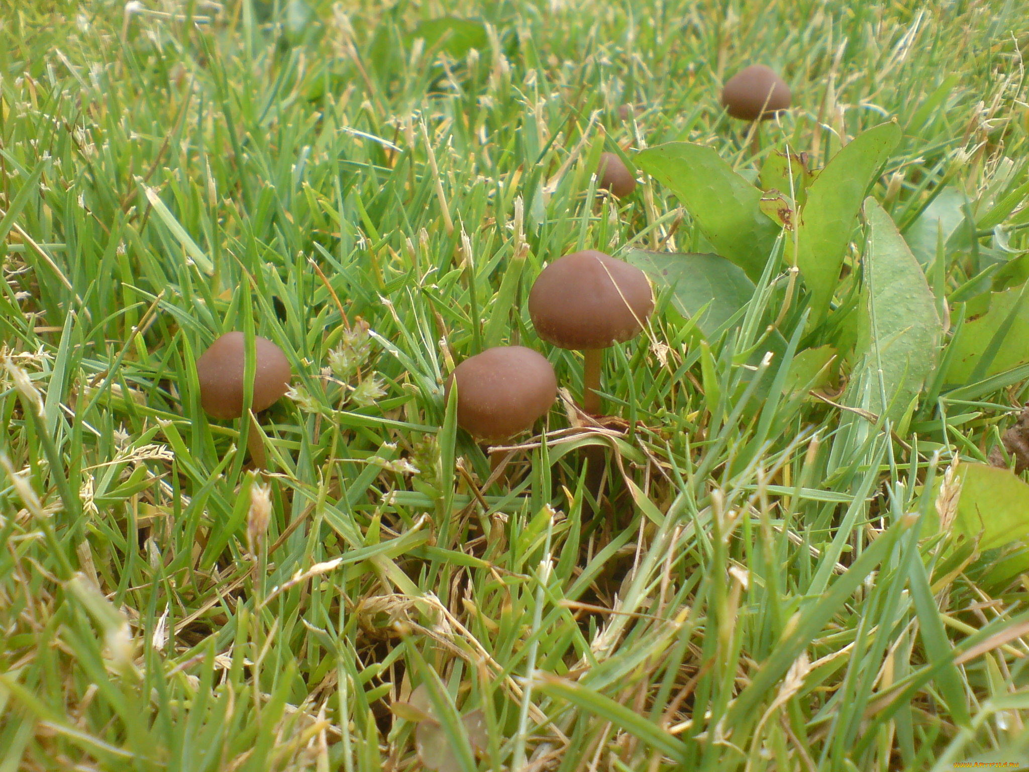 природа, грибы, трава