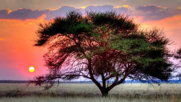 Картинка sunset over kalahari природа деревья степь трава закат дерево солнце
