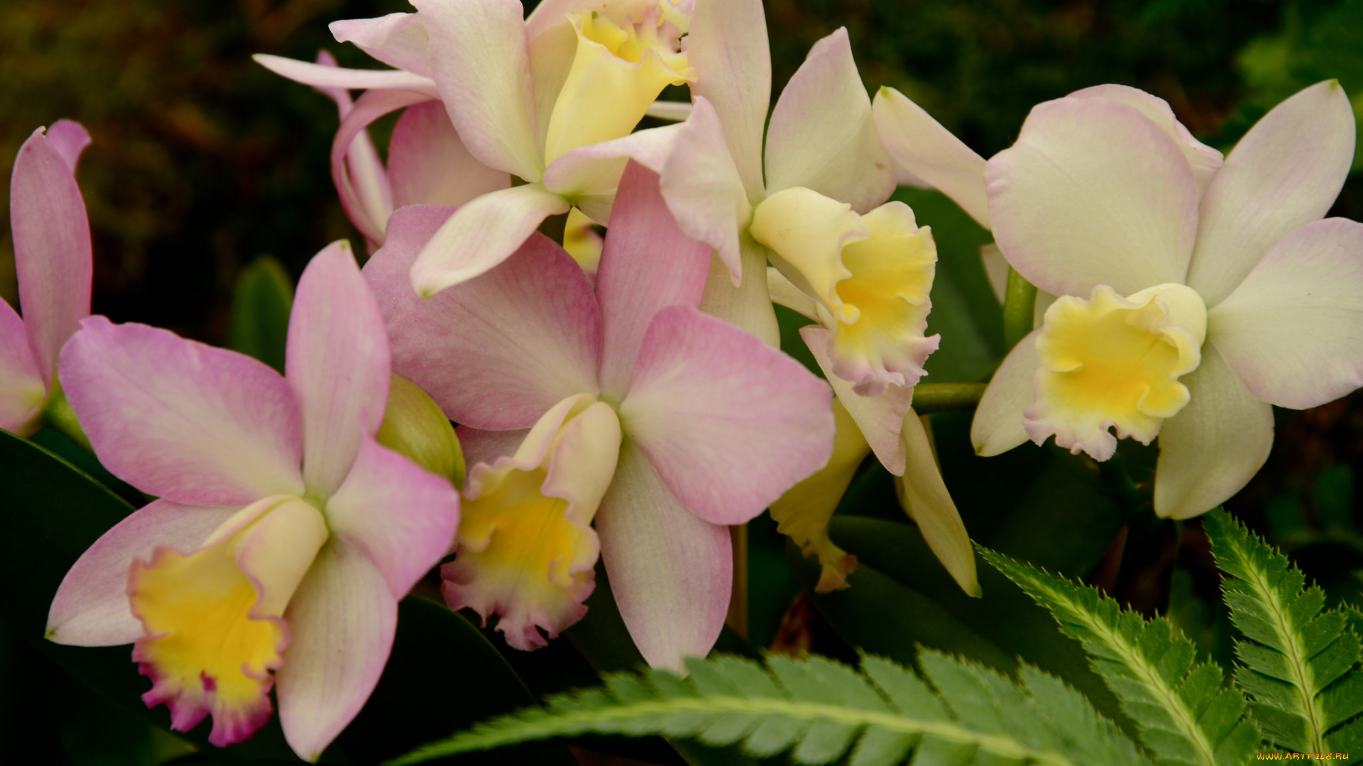 цветы, орхидеи, цветение, flowering, orchids, flowers