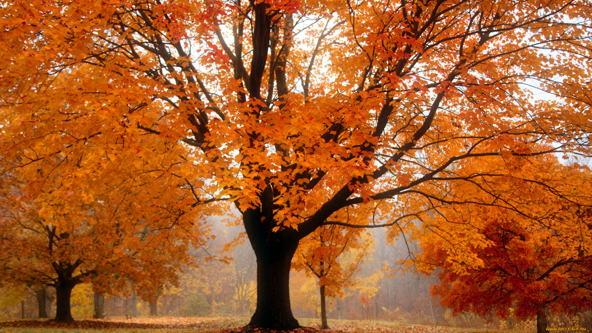 природа, деревья, туман, оранжевая, листва, парк, осень