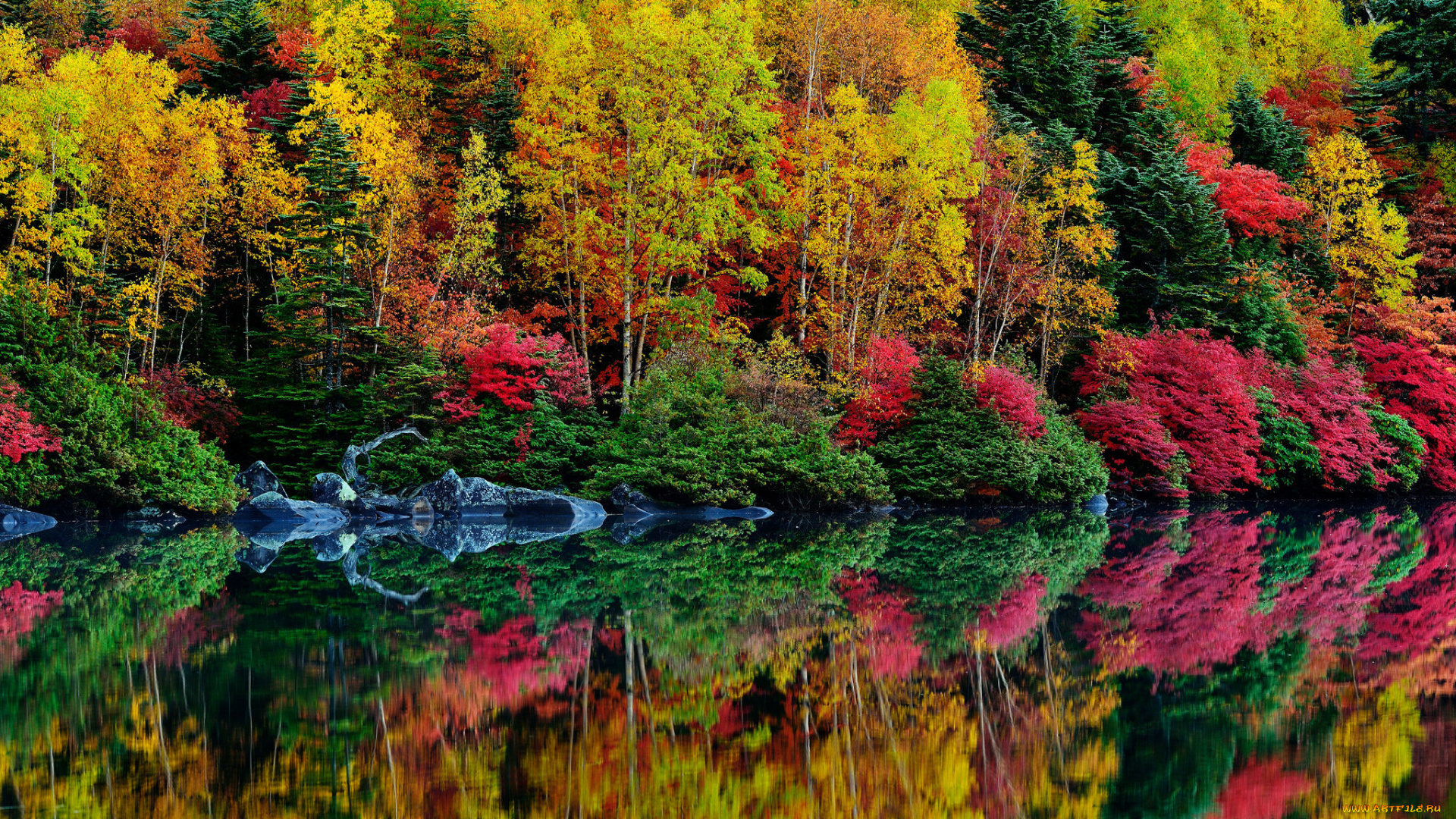 природа, реки, озера, багрянец, листья, осень, река, кусты, деревья, лес