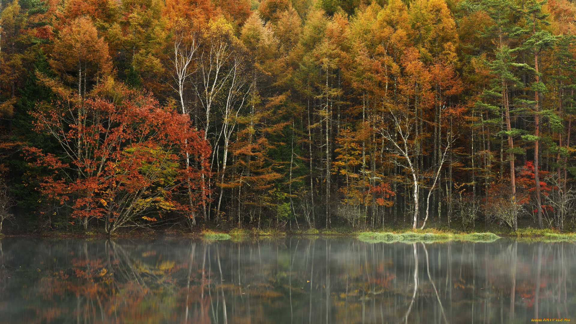 природа, реки, озера, лес, деревья, осень, озеро, туман, отражение