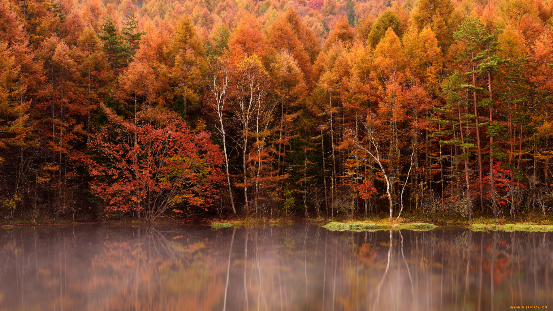 природа, реки, озера, отражение, деревья, туман, озеро, лес, осень