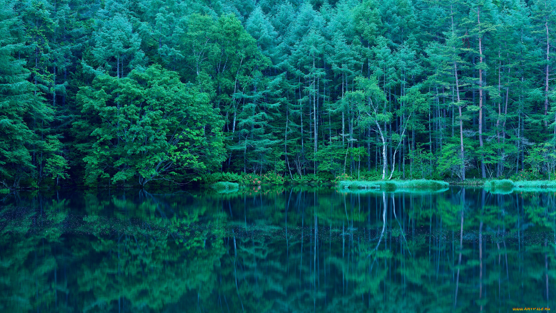 природа, реки, озера, отражение, озеро, деревья, лес