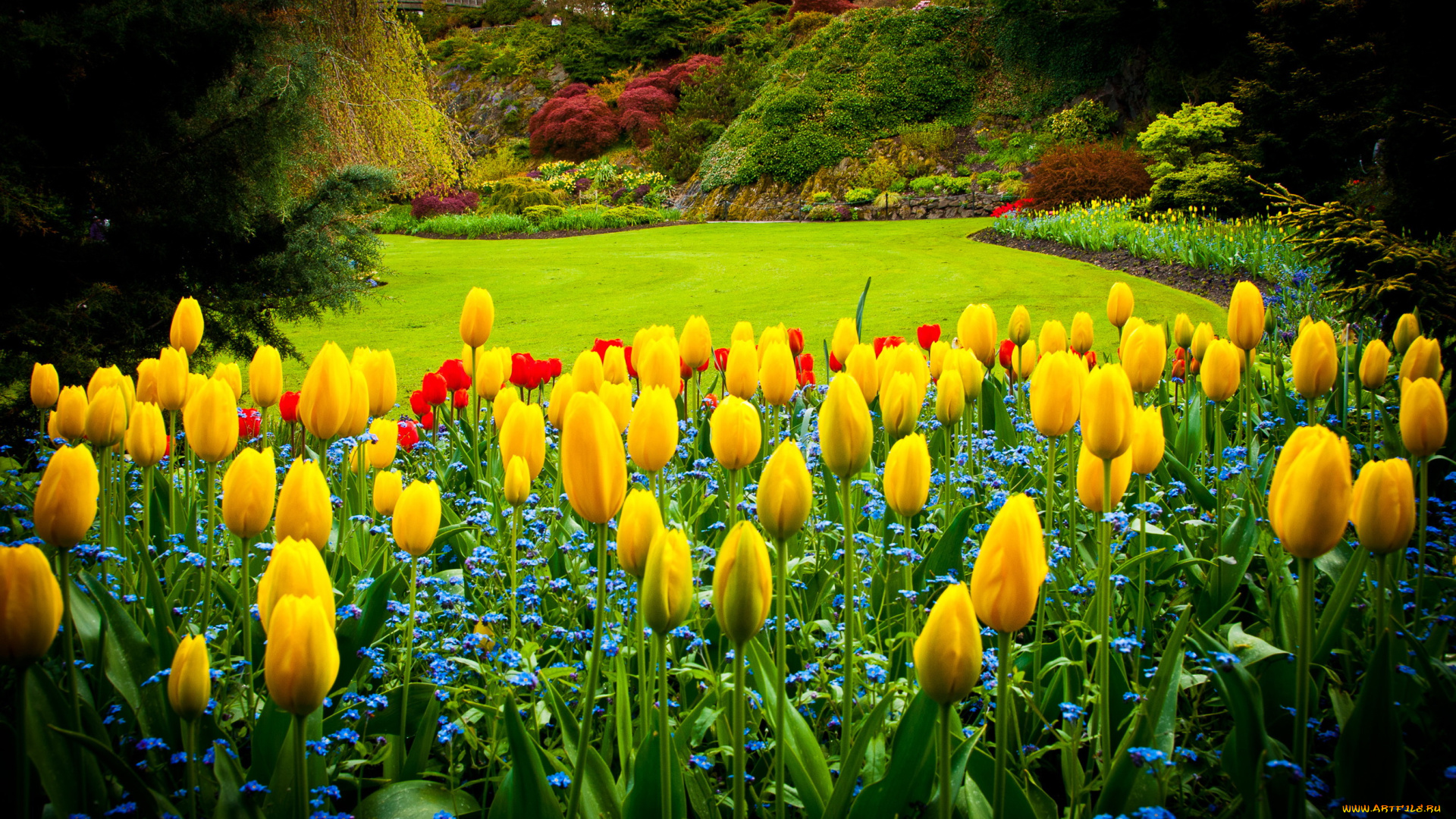 queen, elizabeth, park, vancouver, природа, парк, кусты, цветы, тюльпаны, газон, канада, деревья