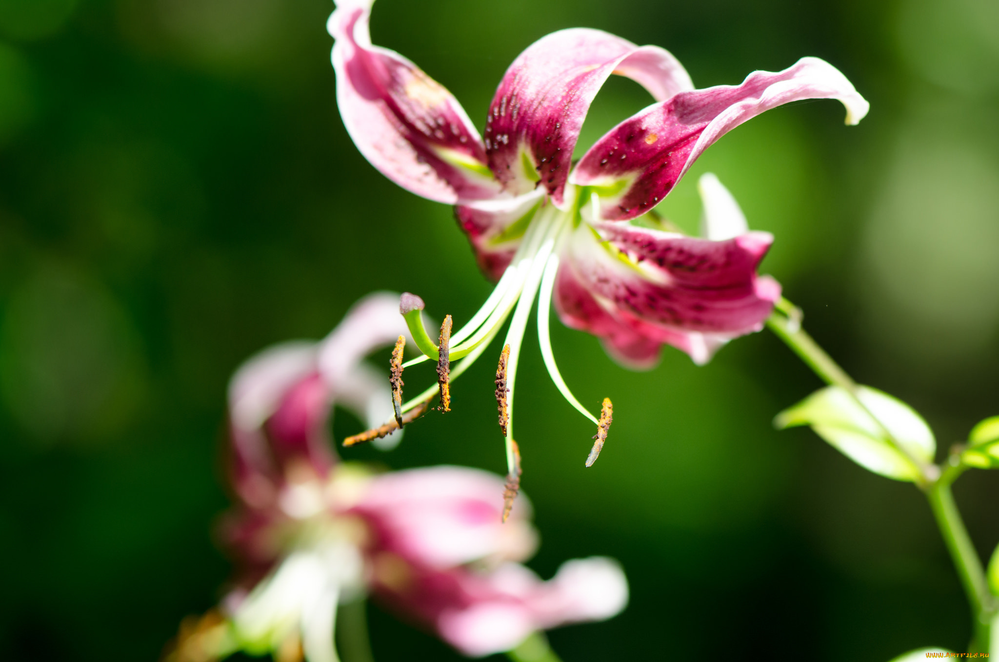 цветы, лилии, , лилейники, lily, лепестки, цветение, petals, bloom