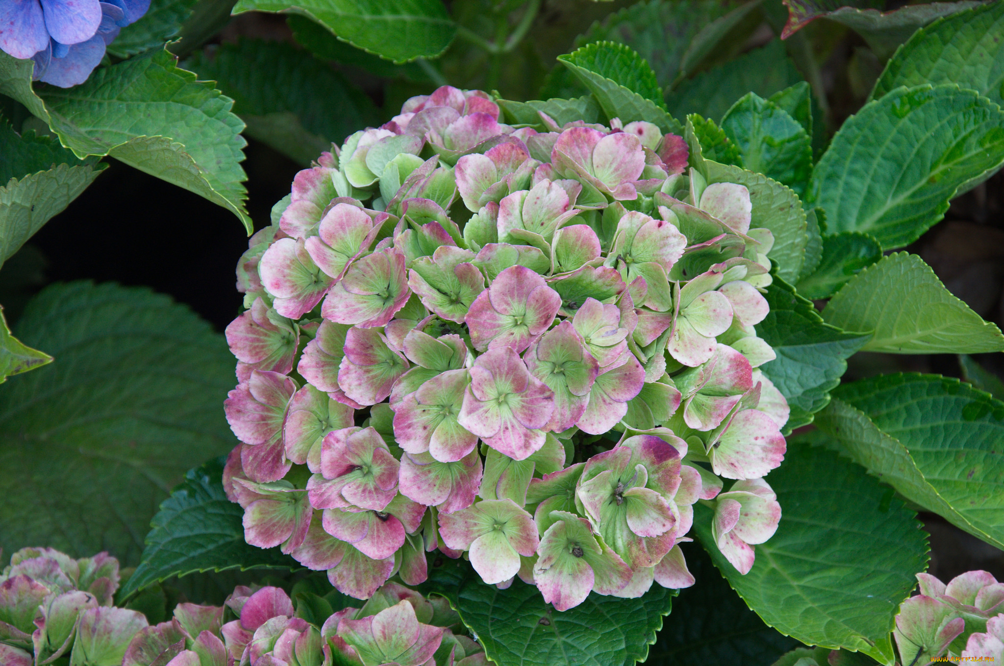 цветы, гортензия, цветки, hydrangea, голубая, petals, flowers, splendor, blue, пышность, лепестки