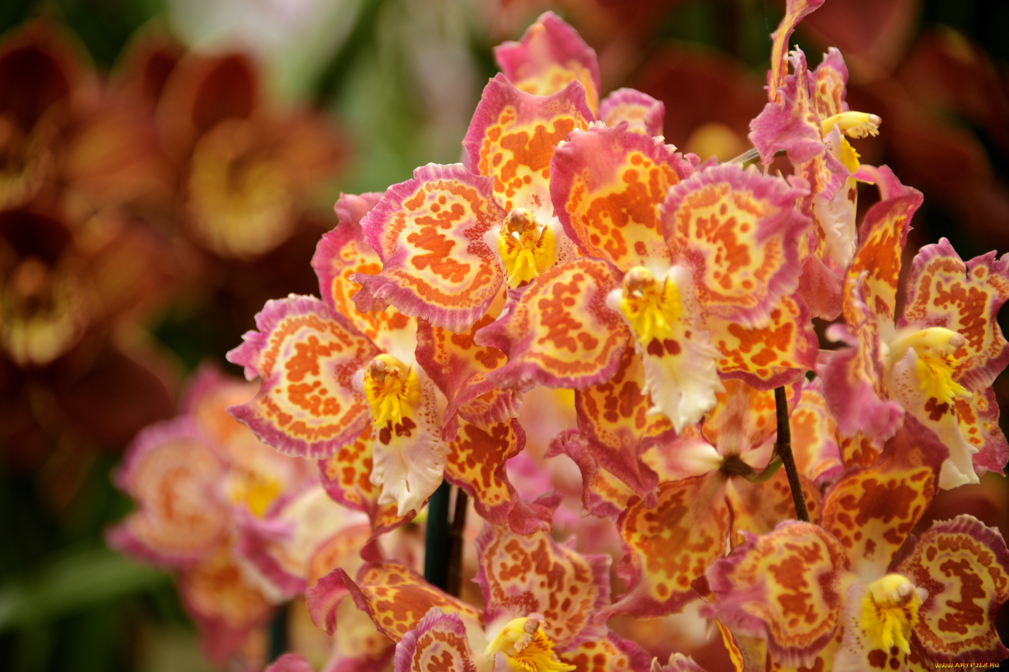 цветы, орхидеи, flowering, orchids, flowers, цветение