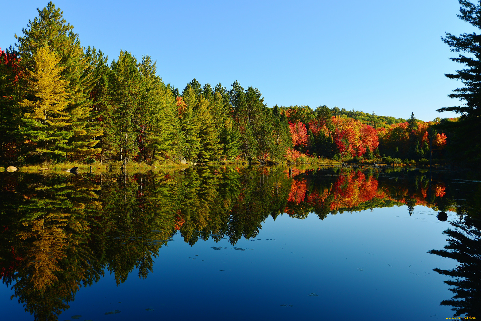 Осеннее озеро в лесу бесплатно