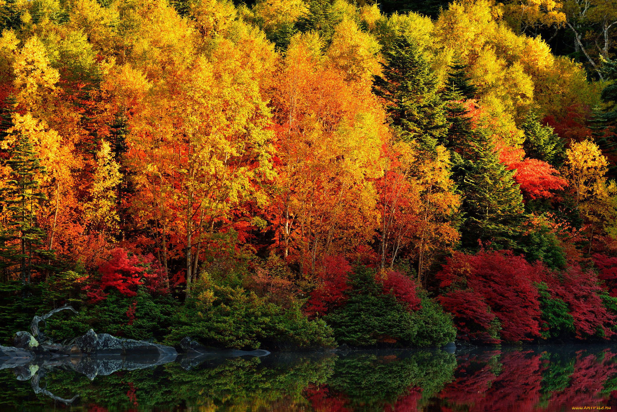 природа река листья осень лес деревья без смс