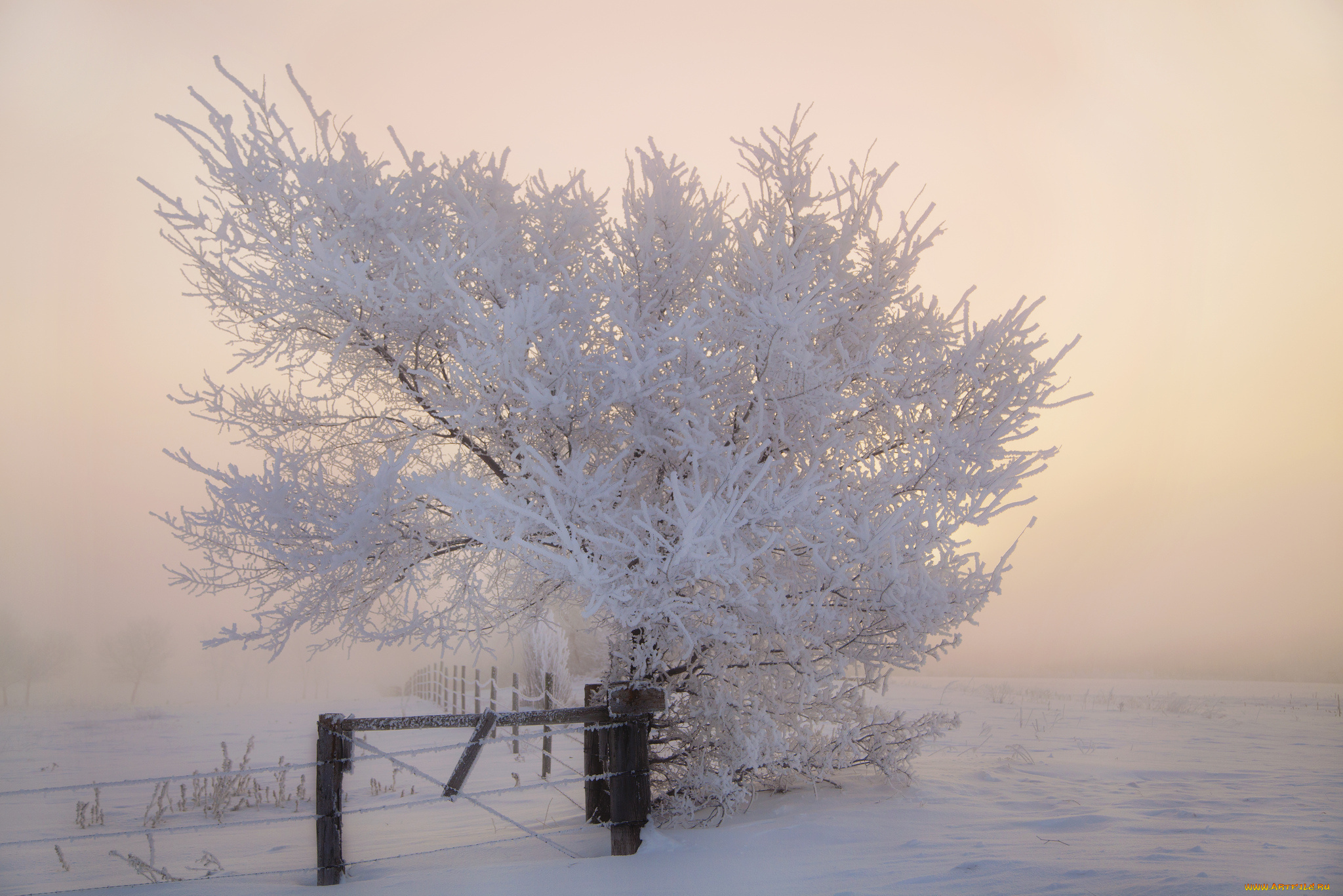 природа, зима, мороз, иней, снег, утро, дерево, забор