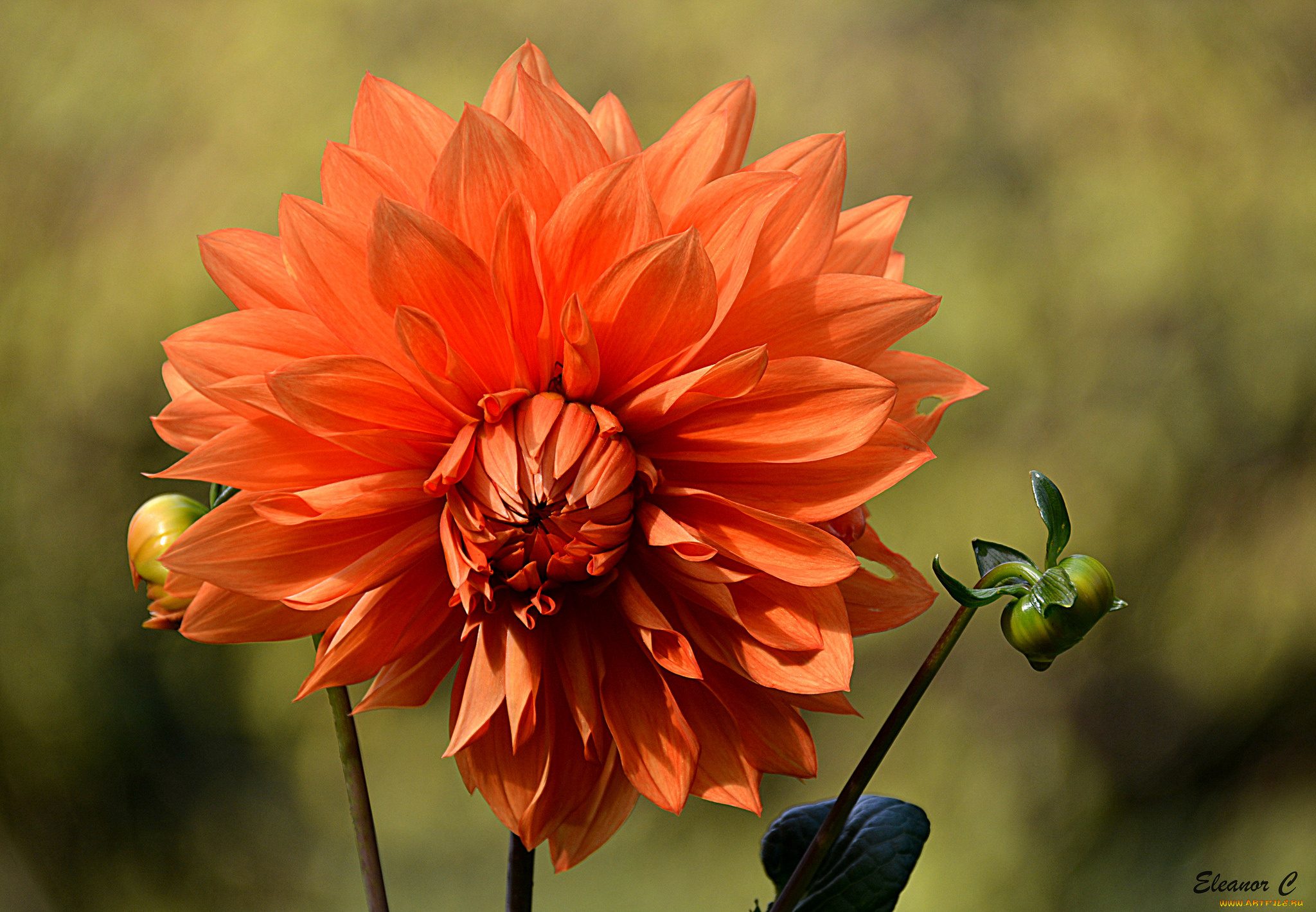 цветы, георгины, цветение, георгин, dahlia, flowering